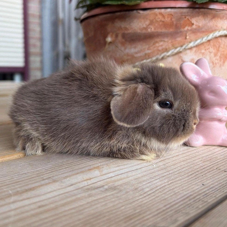 Minilop hangoor dwerg konijntje voedstertje 🩷🐰🏡, Dieren en Toebehoren, Vrouwelijk, Dwerg, Hangoor, 0 tot 2 jaar