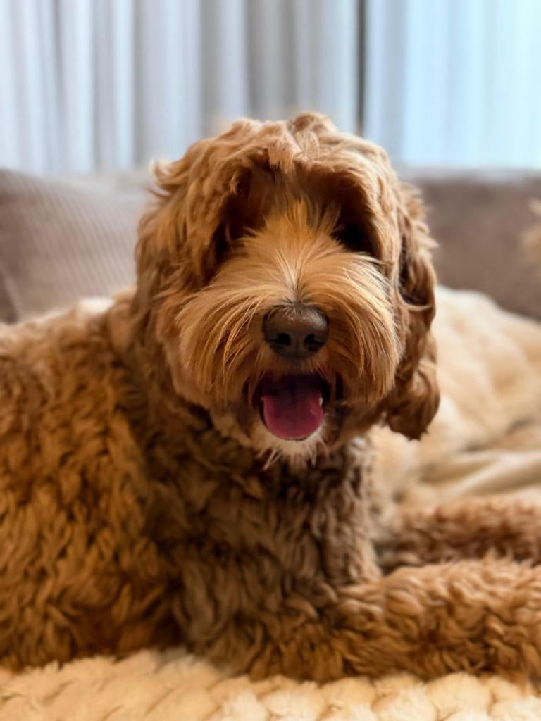 Australian labradoodle teefje zoekt fijn gastgezin, Overige rassen, 1 tot 2 jaar, Teef, Eén hond