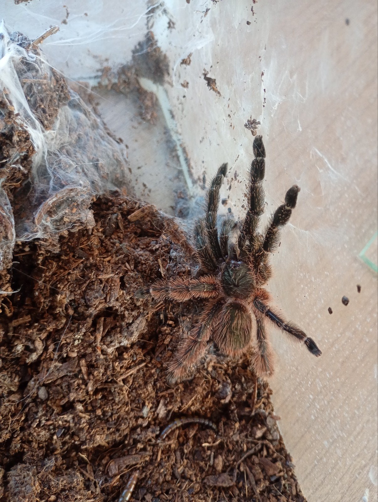 psalmopoeus victori, Spin of Schorpioen