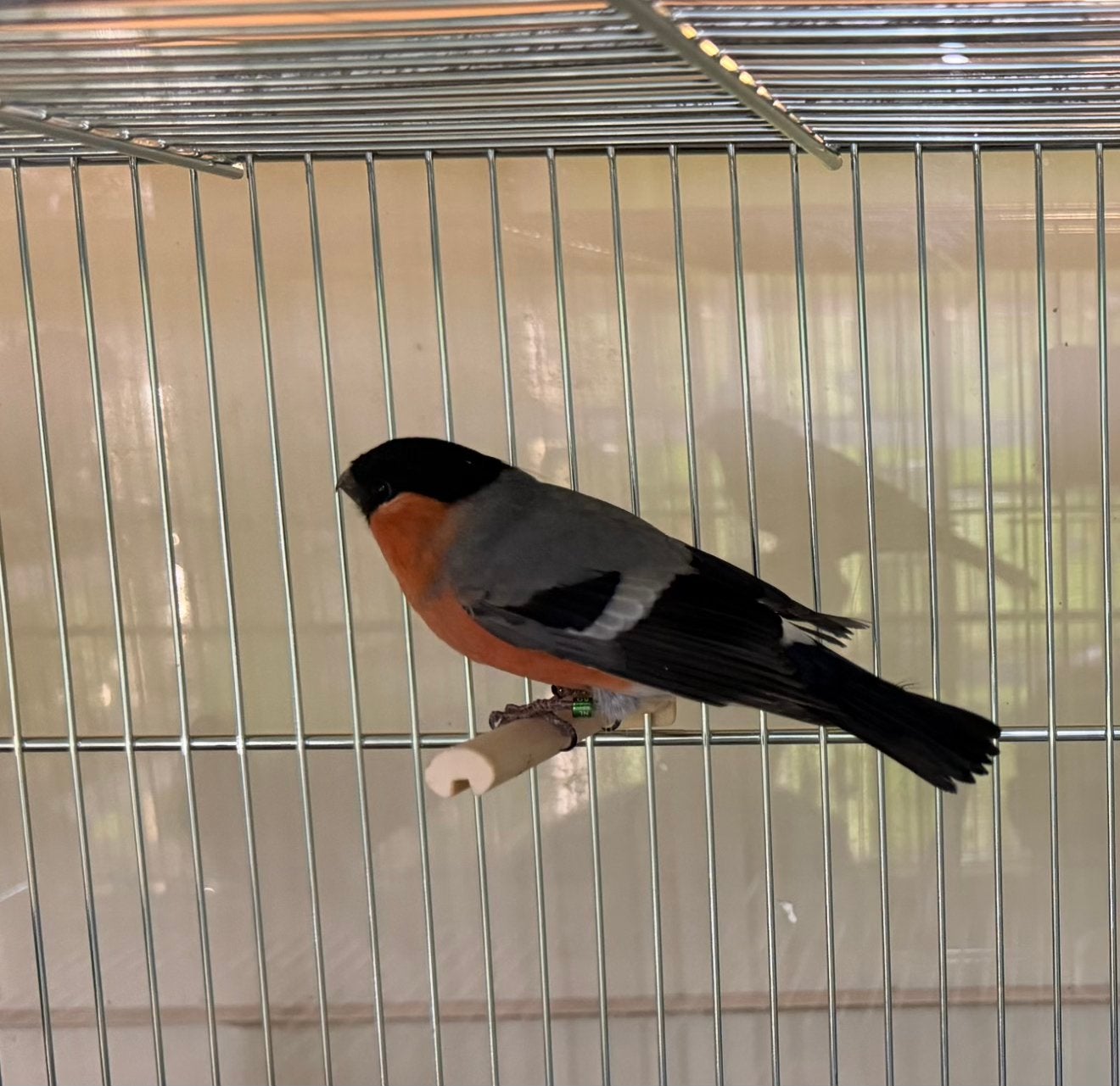 Europese Kleine Goudvink Mannen 2026, Mannelijk, Wildzangvogel, Geringd