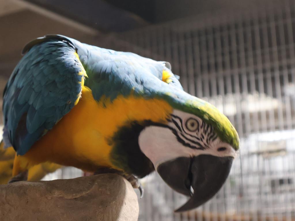 Diverse jonge, tamme, blauwgele, groenvleugel aras, Dieren en Toebehoren, Vogels | Parkieten en Papegaaien, Meerdere dieren, Papegaai