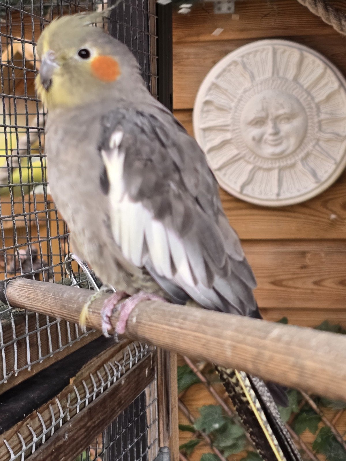 te koop lieve tamme valkparkiet, Dieren en Toebehoren, Vrouwelijk, Parkiet, Tam