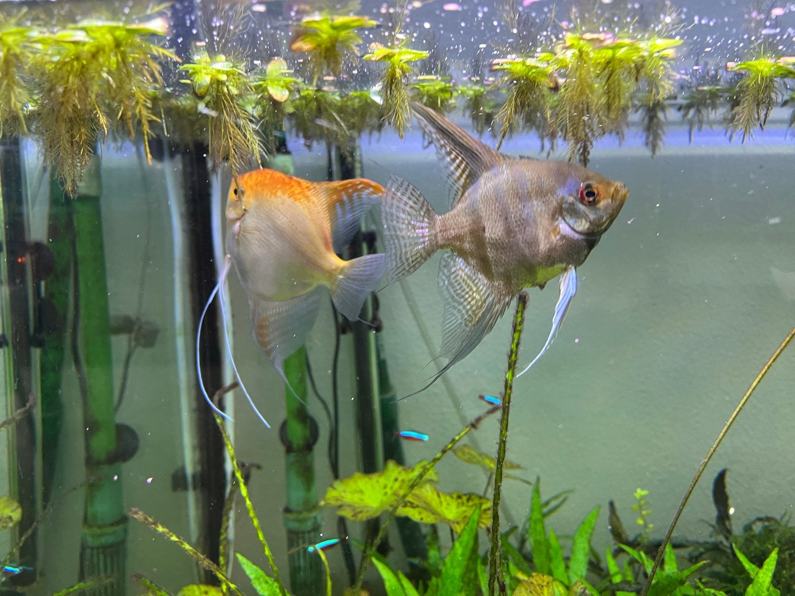 Maanvis paartje, Vis, Zoetwatervis, Schoolvis
