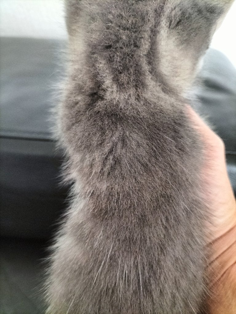 Te koop mooie kruising blauwe rus en Europeesche korthaar, Kater