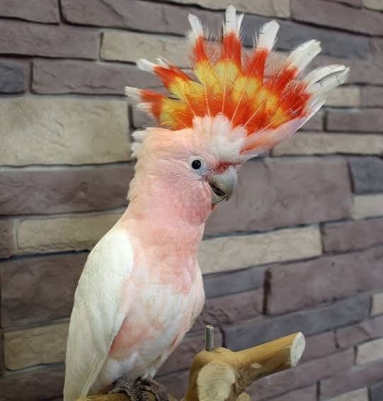 inka kaketoe papegaaien, Dieren en Toebehoren, Mannelijk, Tam