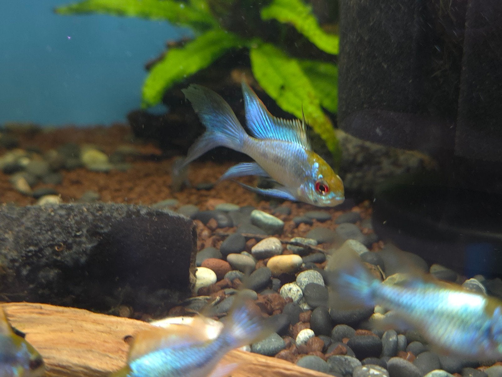 Apistogramma ramirezi's, Vis