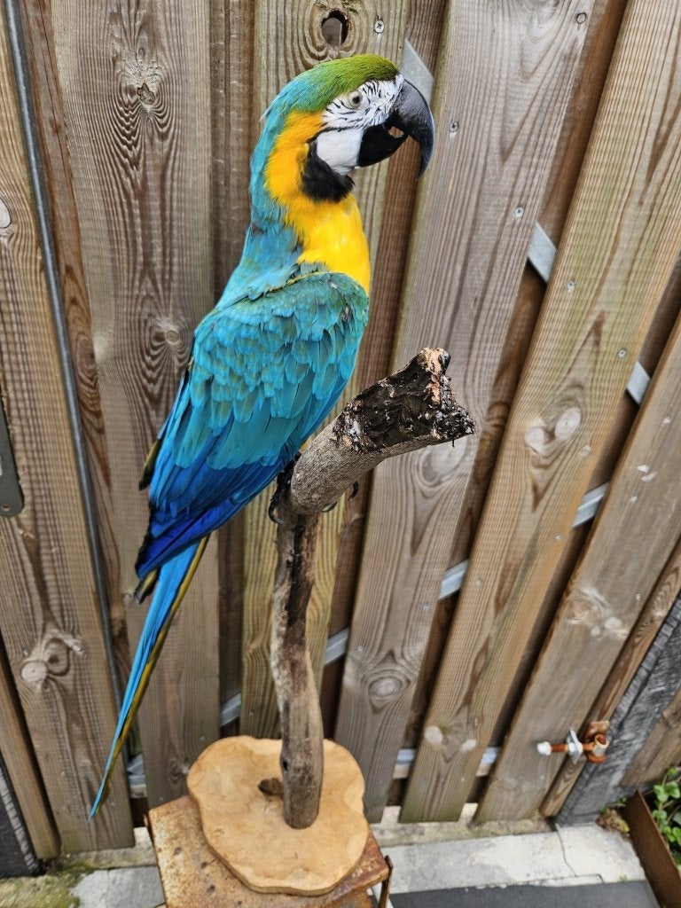 prachtige nieuw opgezette blauw / gele ara, Ophalen of Verzenden, Nieuw, Vogel, Opgezet dier