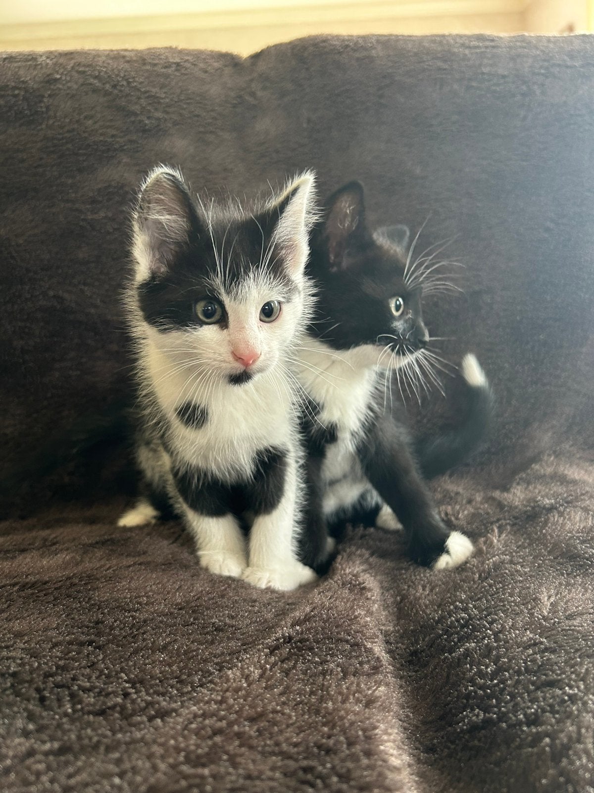 Lieve kittens zoeken een huisje!!, Meerdere dieren