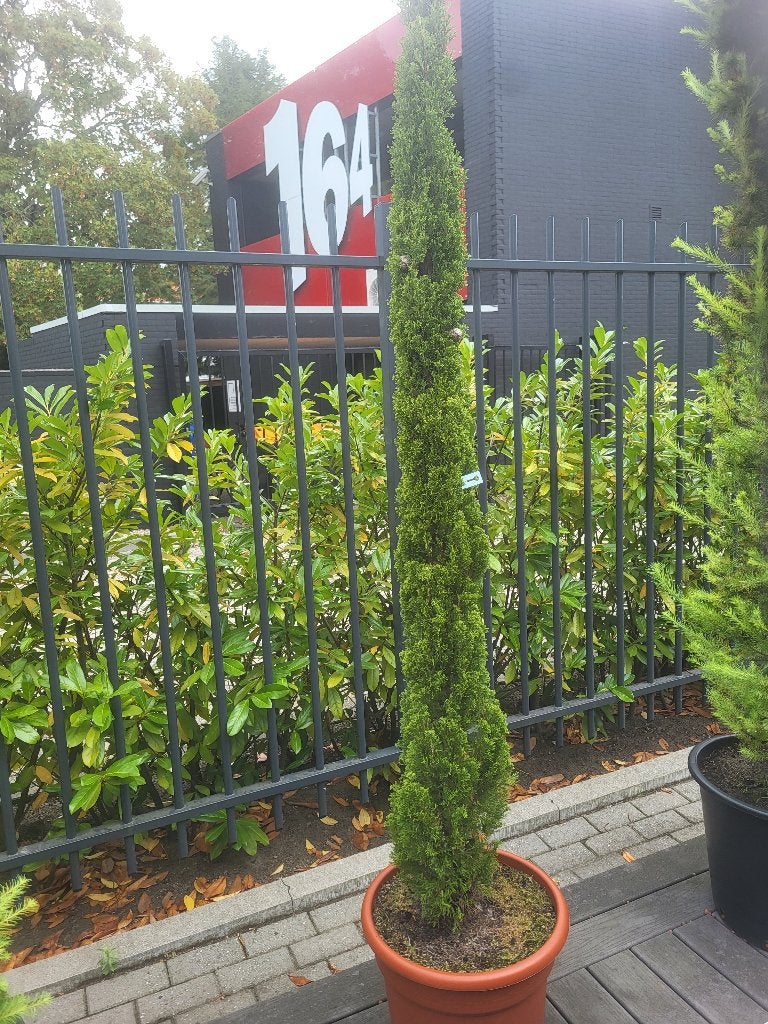 cupressus sempervirens "totem 195 cm, Bloeit niet, Ophalen of Verzenden, 100 tot 250 cm, Zuilboom