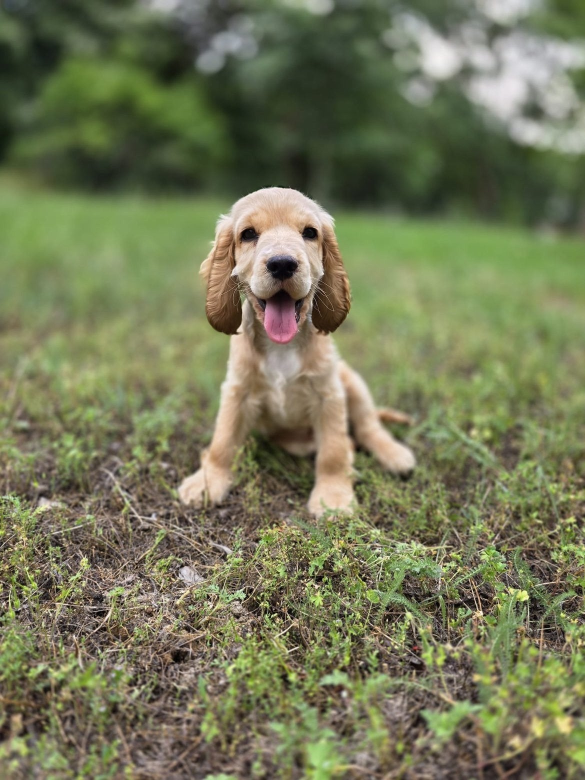 Engelse Cockerspaniël pup teefje, Dieren en Toebehoren, Particulier, 15 weken tot 1 jaar, Buitenland, Teef