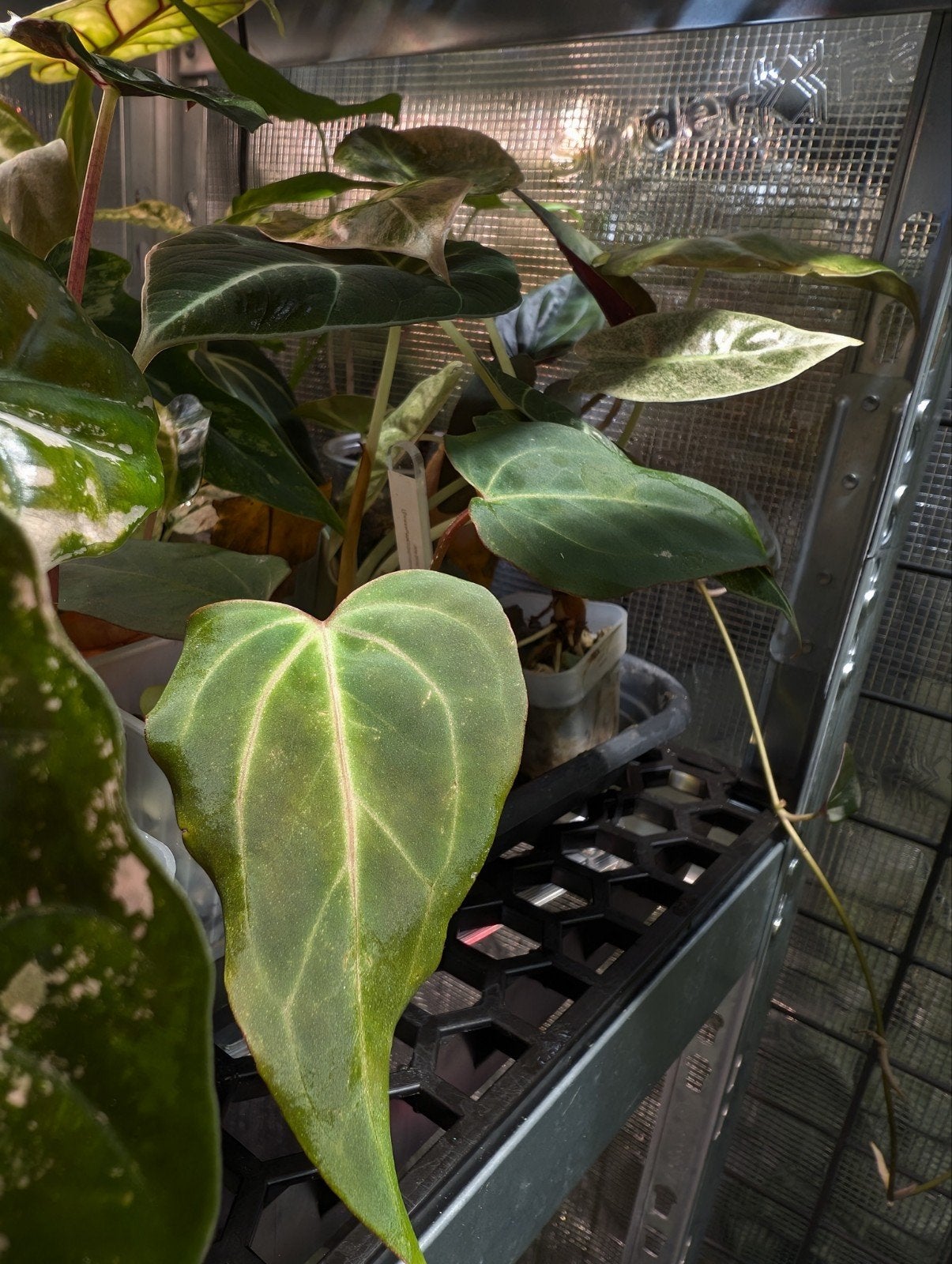 Anthurium (Bess x Pap EU) x Dockblock Variegata Uit Zaad, Ophalen of Verzenden, Halfschaduw, Minder dan 100 cm
