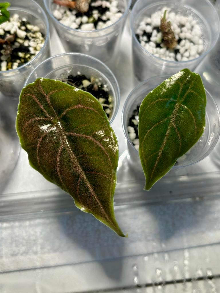 Alocasia azlanii, Huis en Inrichting, Kamerplanten, Overige soorten, Minder dan 100 cm, Groene kamerplant, Halfschaduw