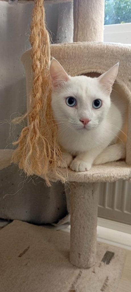 Zeer aanhankelijk kater kitten, gecastr./ingeent/chip/getest, Dieren en Toebehoren, Kater, Kortharig, 0 tot 2 jaar