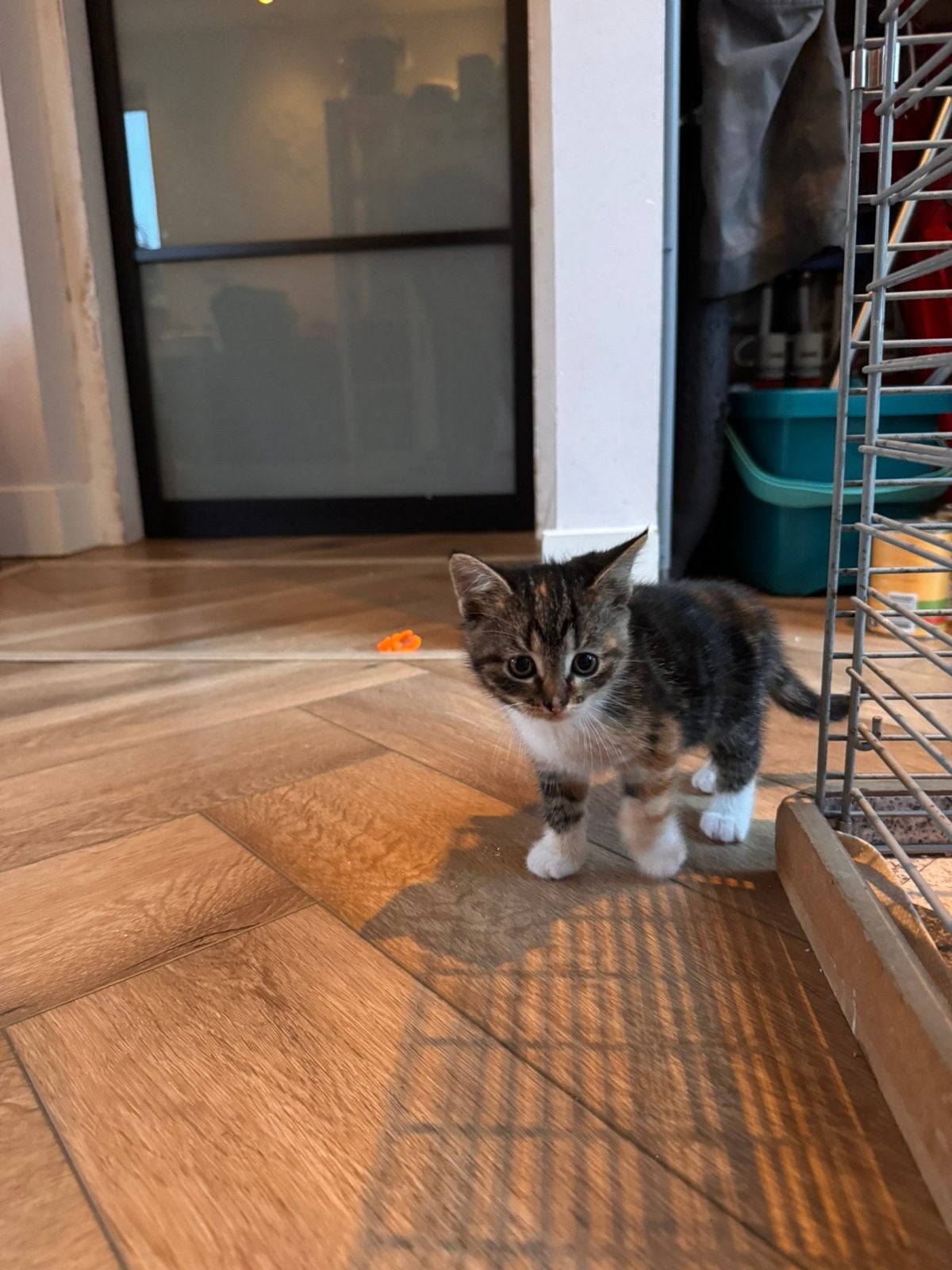 Schattige kittens - nog 4 beschikbaar, Meerdere dieren