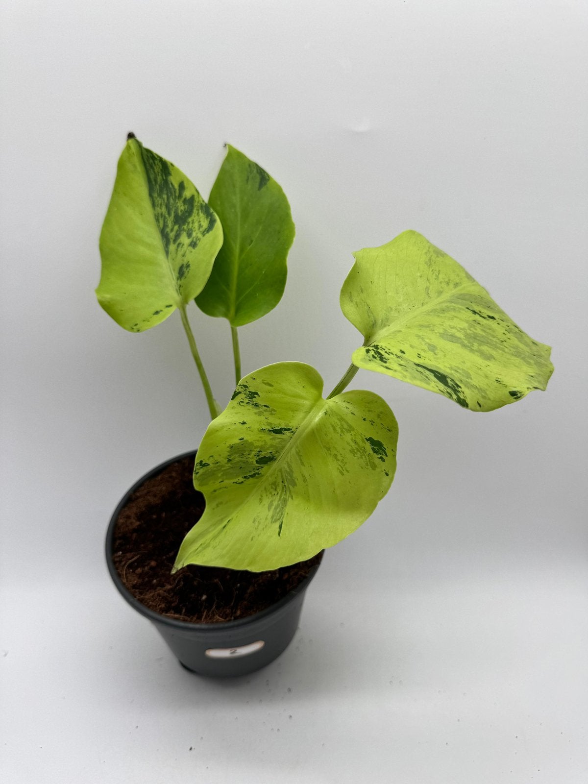 Monstera Light Lime Variegata - choose your plant, Ophalen of Verzenden, Halfschaduw, Minder dan 100 cm