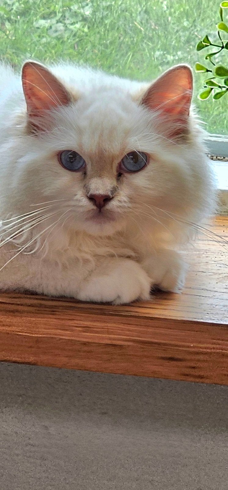 Lilac Lynx Point Mitted poesje- Met stamboom, Dieren en Toebehoren, Poes, Met stamboom