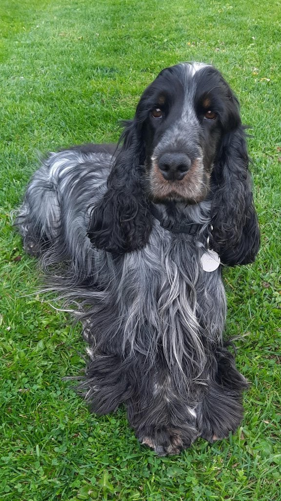 Dekreu Engelse cocker spaniel, België, Particulier, Reu, Parvo
