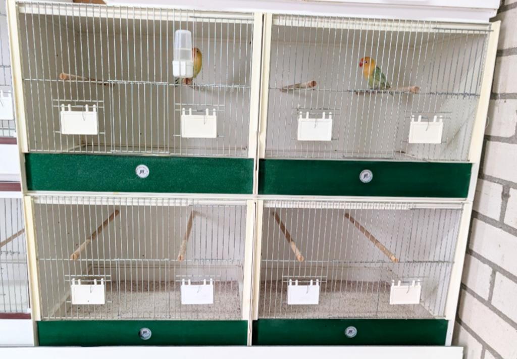 Zeer nette set Heesakkers broedkooien, Dieren en Toebehoren, Ophalen, Zo goed als nieuw, Broedkooi of Kweekkooi