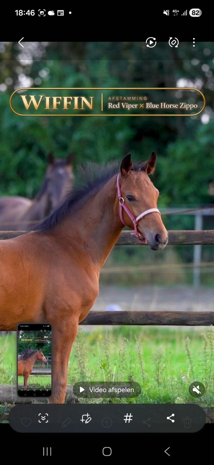 Goed bewegend hengstveulen van Red Viper, Niet van toepassing, Dressuurpaard, 0 tot 2 jaar, Hengst