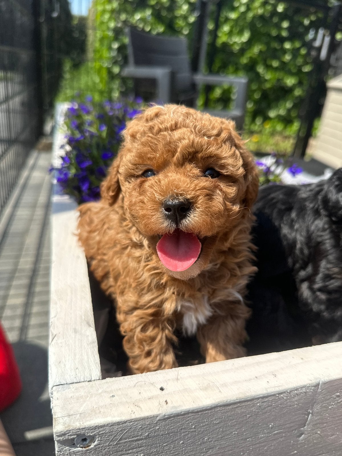 Lieve mini doodles, Dieren en Toebehoren, Parvo, Reu, 8 tot 15 weken, Meerdere