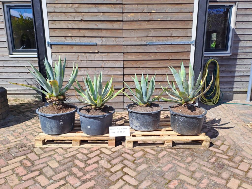 4 mooi grote Agave's in kuip, Ophalen of Verzenden