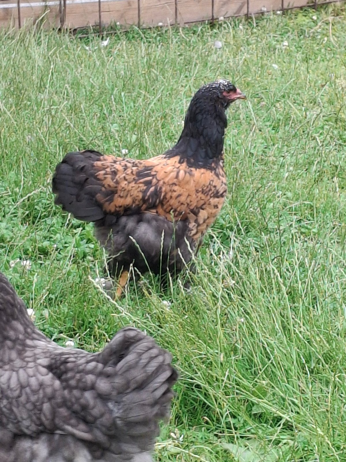 trio porselein brahma's, Meerdere dieren, Kip