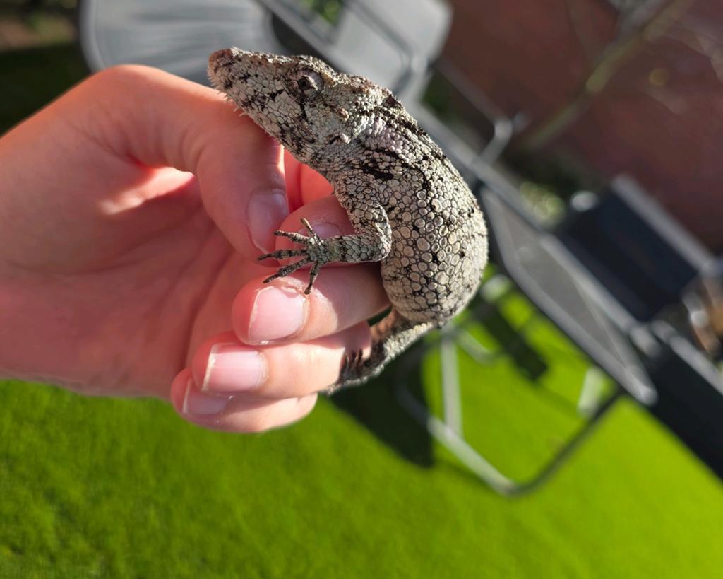 1.1 tam koppel Anolis Barbatus, Dieren en Toebehoren, Reptielen en Amfibieën, Slang, Tam, 0 tot 2 jaar