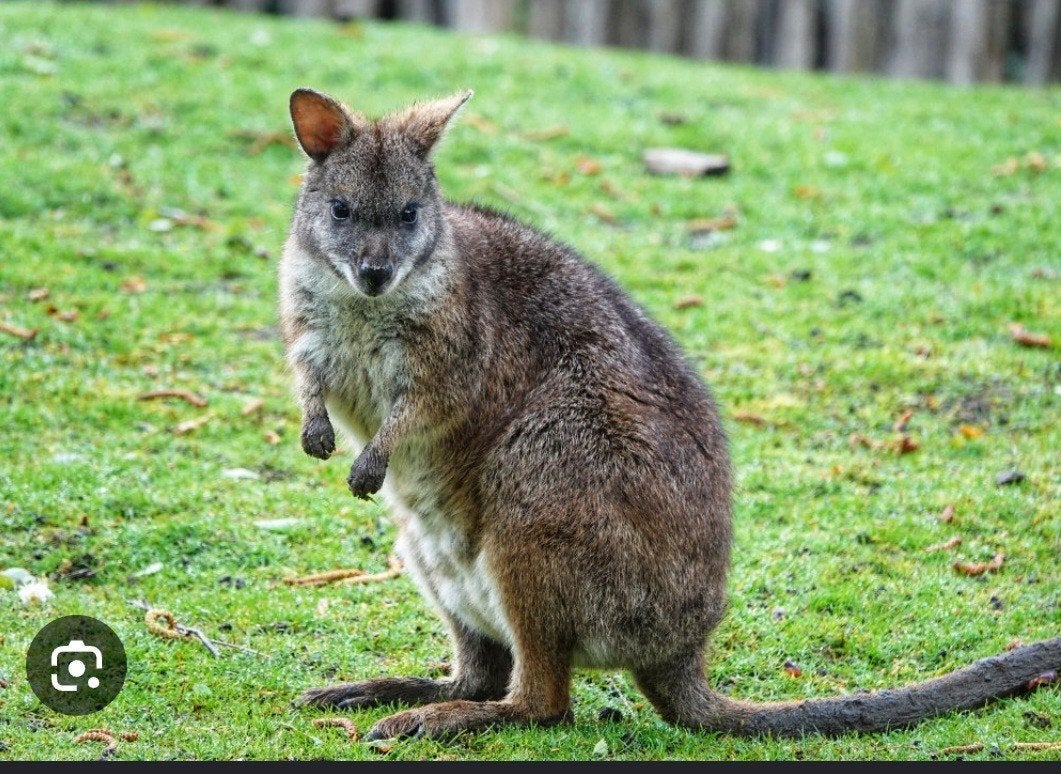 GEZOCHT PARMA WALLABY ('s), Dieren en Toebehoren, Overige Dieren, Mei, Meerdere dieren