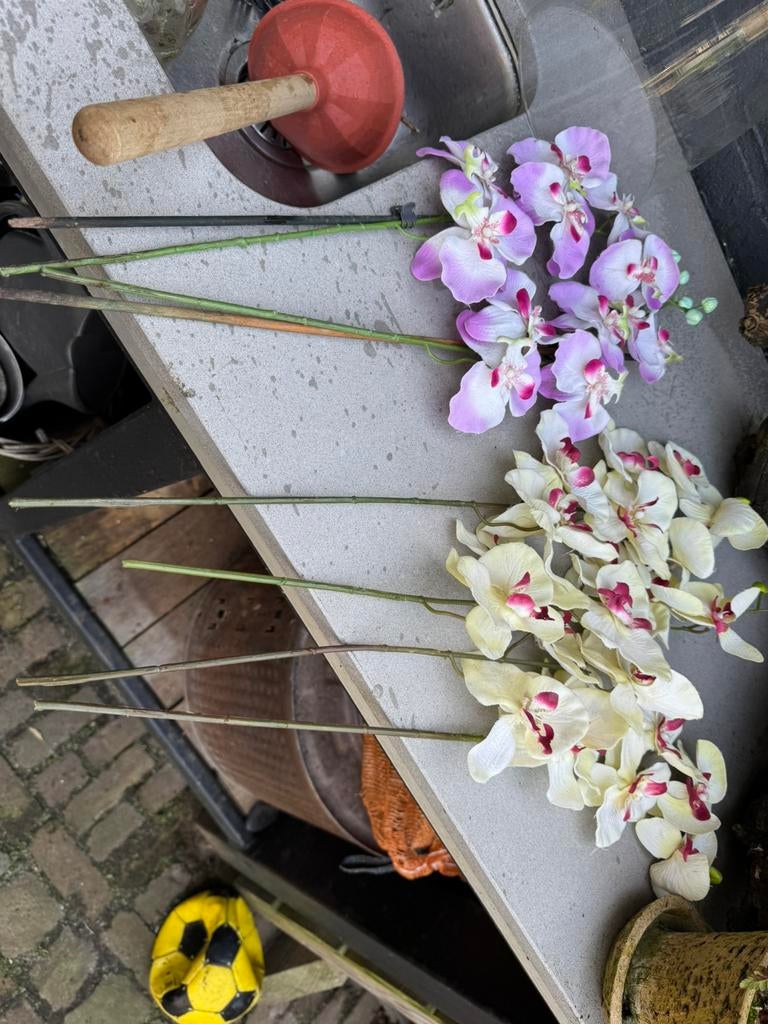 Orchideetakken, Ophalen of Verzenden, Zo goed als nieuw