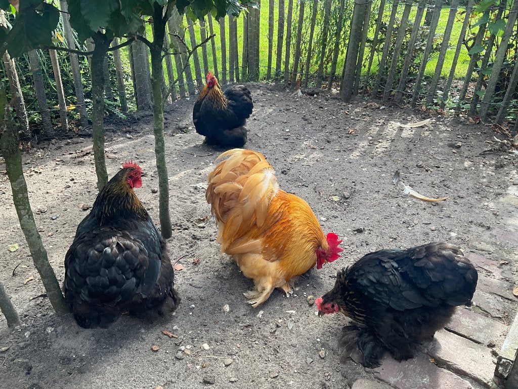 3 cochin krielkippen en 1 haan, Meerdere dieren, Kip