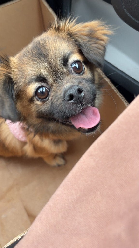 Pekinees te koop, 1 tot 2 jaar, Teef, Eén hond, Klein