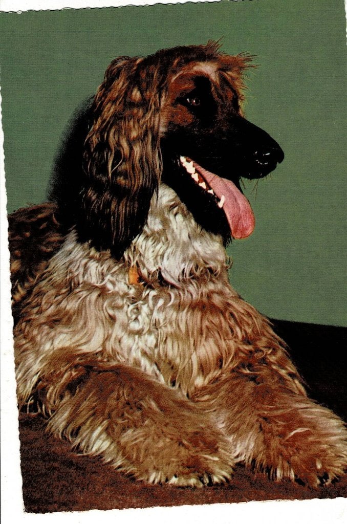 Vintage kaart van Afghaanse windhond, Ophalen of Verzenden, 1960 tot 1980, Ongelopen, Hond of Kat