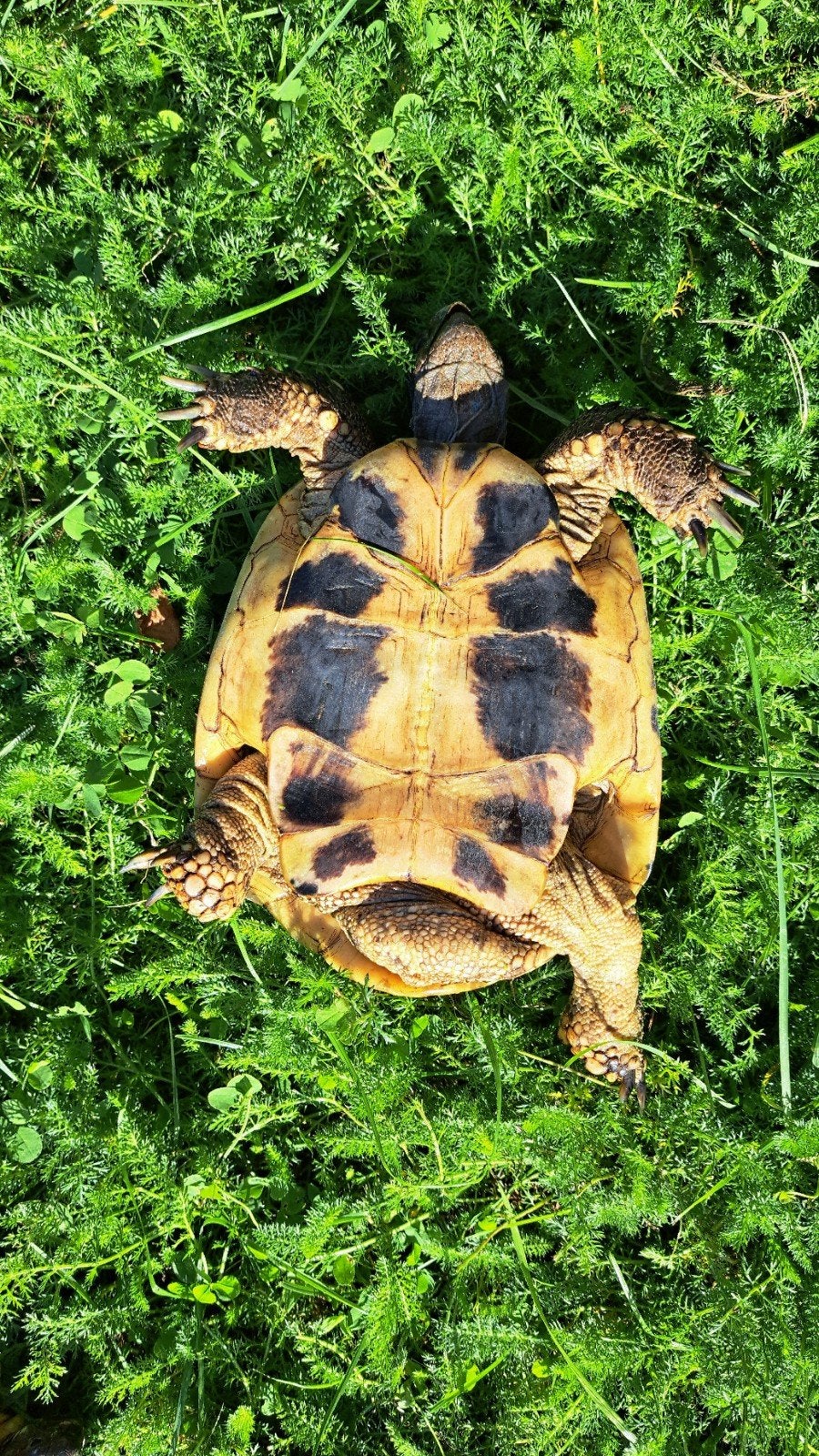 Testudo hermanni (Griekse landschildpadden) Tortoise photo 7