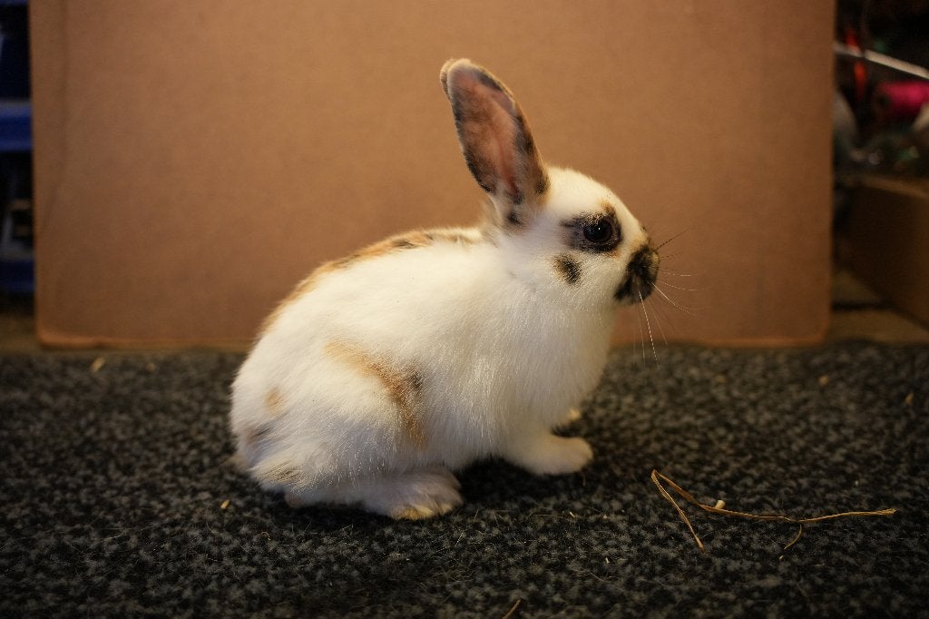Lotharingerdwergen (verschillende kleuren), Dieren en Toebehoren, Konijnen, Meerdere dieren, Dwerg, Hangoor, 0 tot 2 jaar