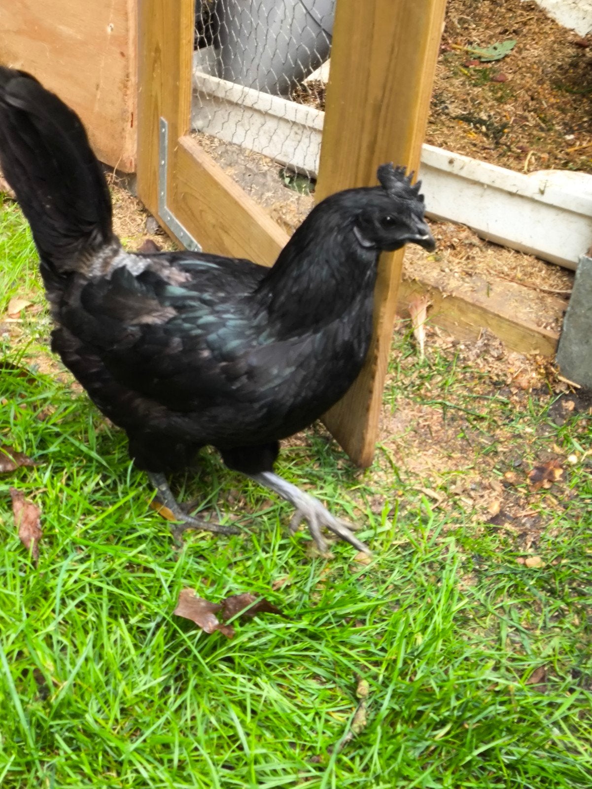 Ayam Cemani hen raciaal zuiver zwarte kip, Vrouwelijk, Kip