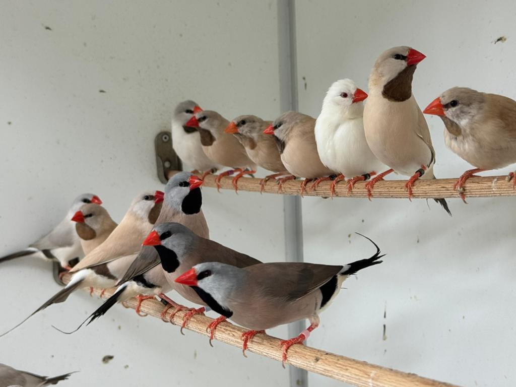 Spitstaart amadine - Poephila acuticauda, Dieren en Toebehoren, Meerdere dieren, Tropenvogel, Geringd