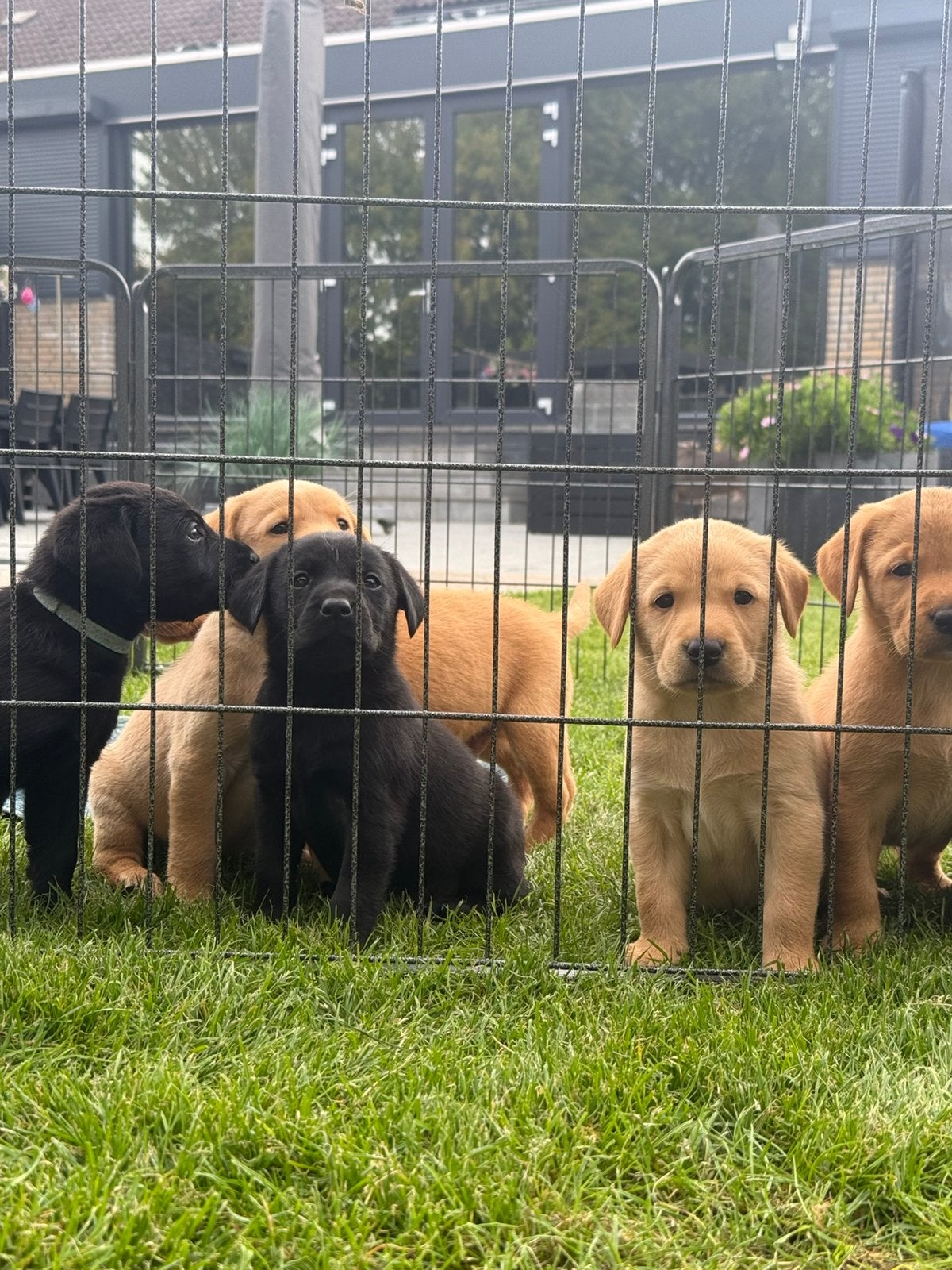 Labrador pups met FCI stamboom, Dieren en Toebehoren, Honden | Retrievers, Spaniëls en Waterhonden, Nederland, CDV (hondenziekte)