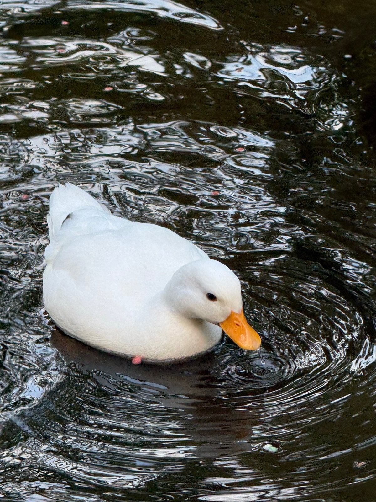 Jonge kwakertjes, Meerdere dieren, Kip