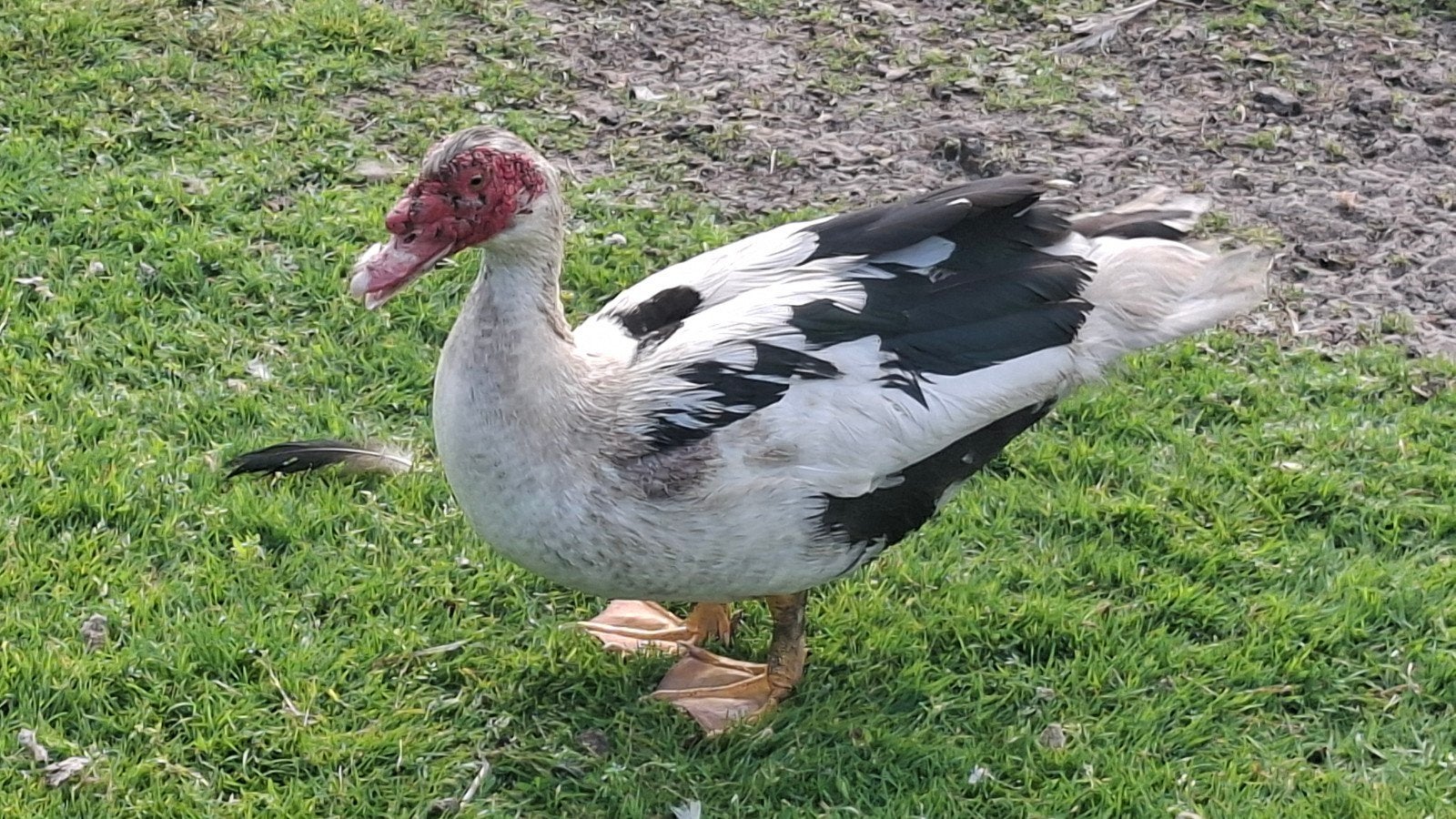 Prachtige mannelijke muskuseend muskus eend  2 jaar, Dieren en Toebehoren, Mannelijk, Eend