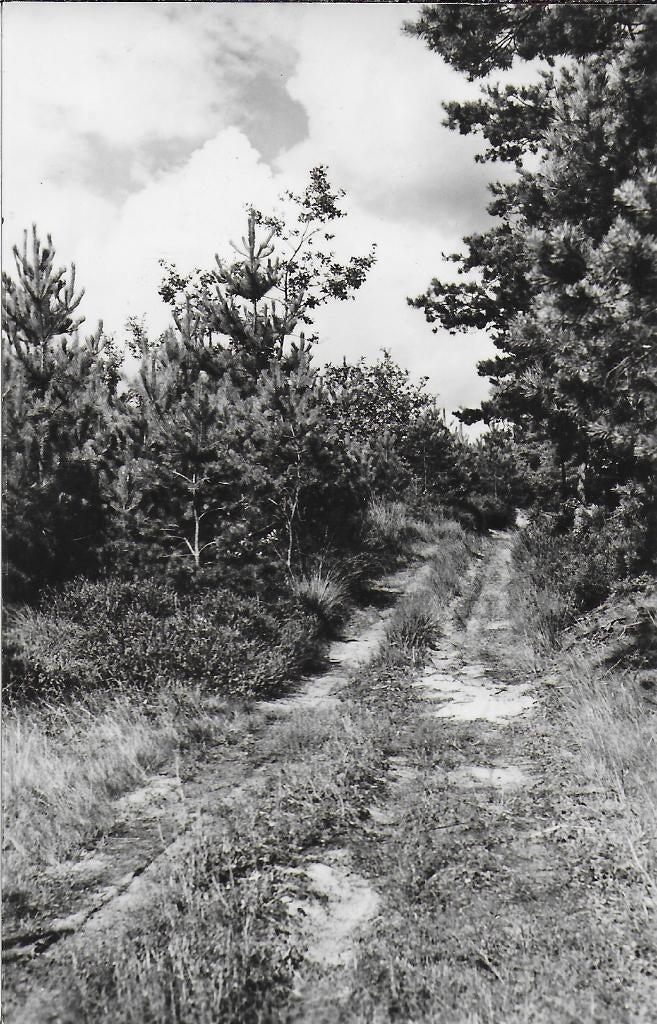 Pa1464 oude gelopen ansichtkaart ossendrecht pad in het bos, Ophalen of Verzenden, 1960 tot 1980, Gelopen