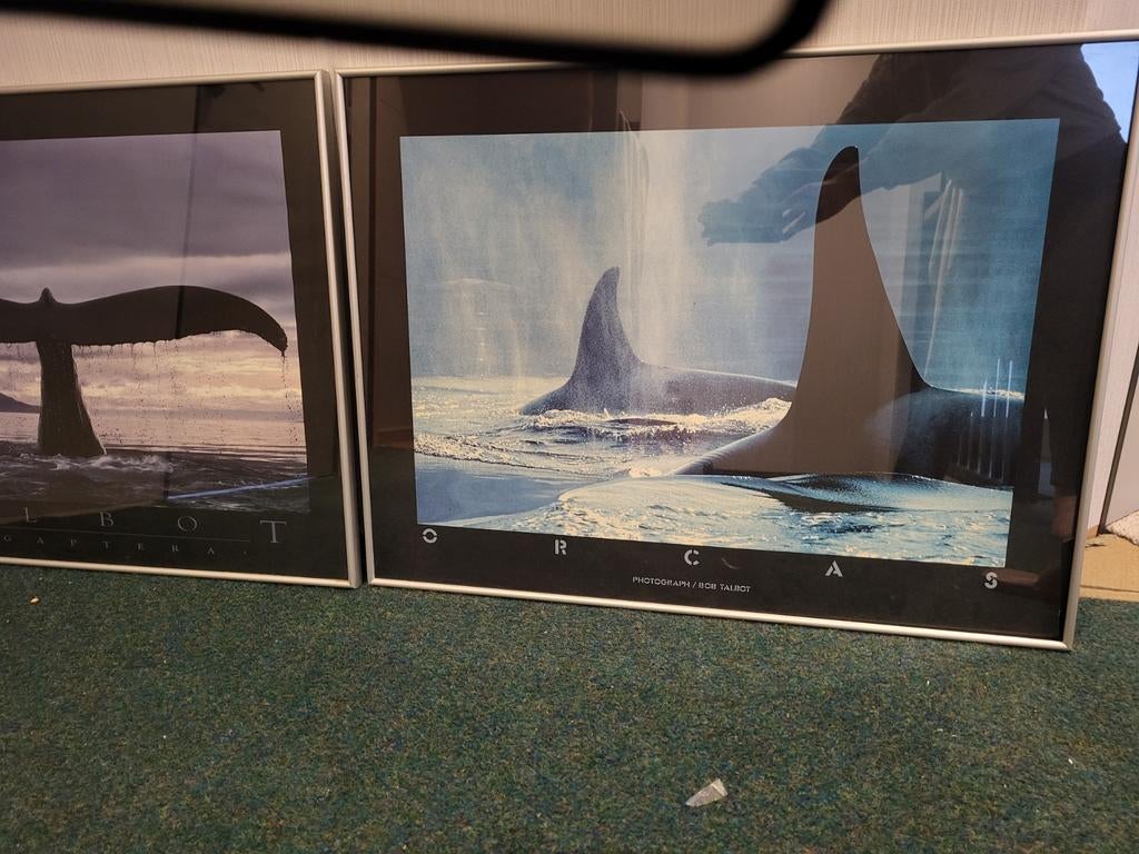 2 ingelijste posters: walvisstaart & orka's (81x61 cm), Ophalen, Gebruikt, 75 tot 100 cm, Foto of Poster