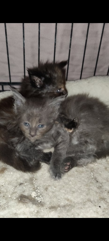 Mainecoon kittens beschikbaar, Dieren en Toebehoren, Katten en Kittens | Raskatten | Langhaar, Meerdere dieren, Gechipt, 0 tot 2 jaar