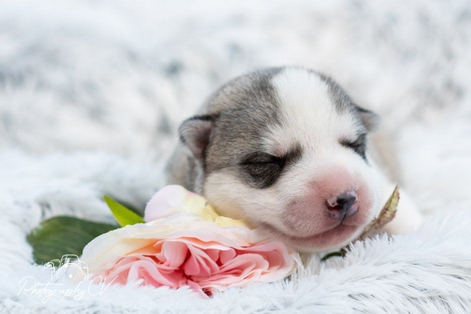 Prachtige husky pups blauwe ogen, Dieren en Toebehoren, 8 tot 15 weken, Poolhond, Meerdere, Meerdere dieren