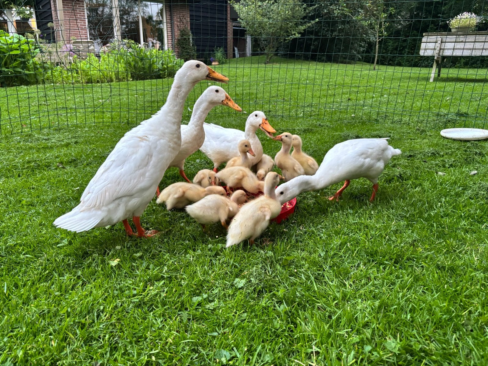 Jonge witte loopeenden, Meerdere dieren, Wildzangvogel