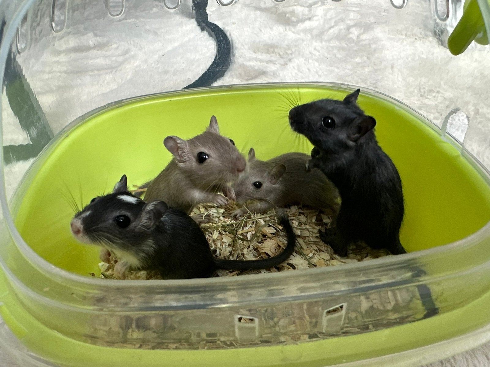 Handtamme gerbils te koop! (Jong) !Meppel/Nijkerk ophalen!, Dieren en Toebehoren, Juni, Mannelijk, Overige typen, Tam