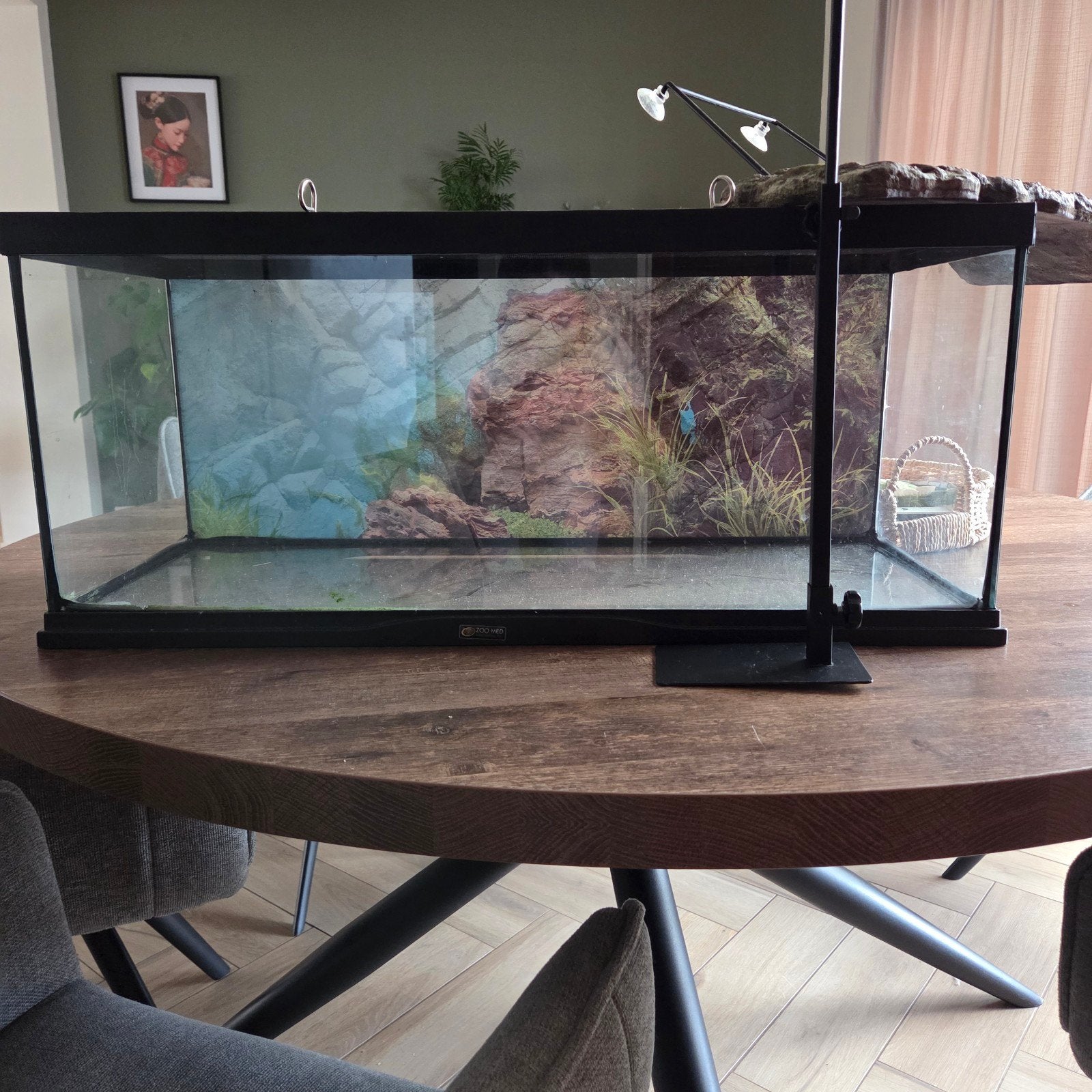 Terrarium, Ophalen, Zo goed als nieuw, Terrarium of Paludarium