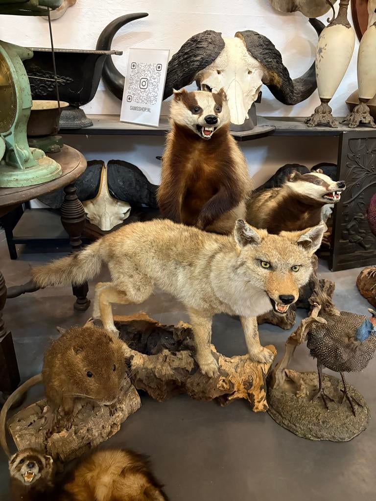 Opgezette Jakhals - Uniek Decoratiestuk, Verzamelen, Dierenverzamelingen, Ophalen, Gebruikt, Wild dier, Opgezet dier