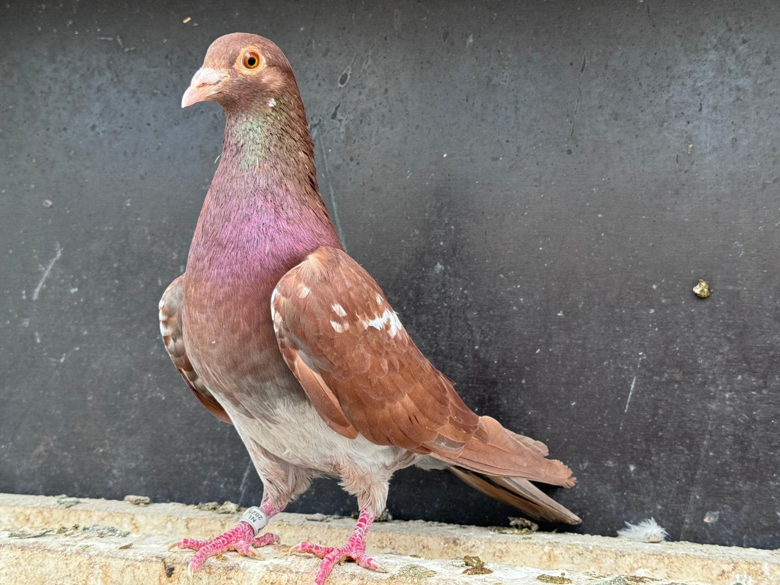 Choco postduif doffer, Dieren en Toebehoren, Vogels | Duiven