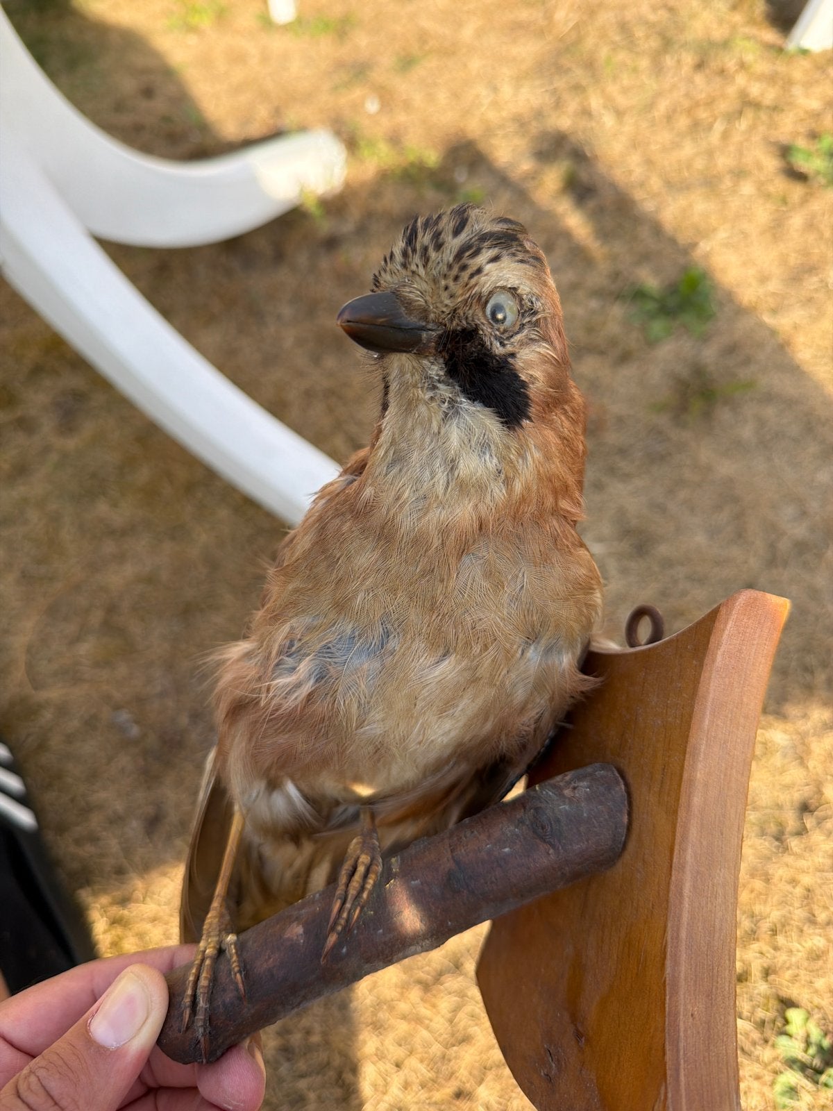 Opgezette vogel bieden, Dieren en Toebehoren, Mannelijk