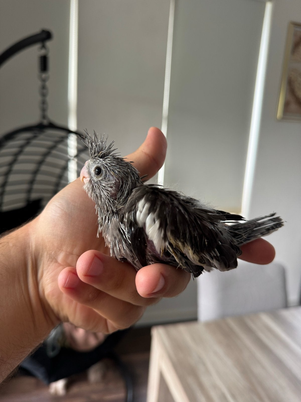 Super tamme baby valkparkiet., Dieren en Toebehoren, Geslacht onbekend, Parkiet, Tam